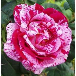    Spicy Piston Varigated Rose Seeds Packet Patio, Lawn & Garden