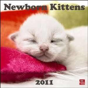 Newborn Kittens 2011 Wall Calendar