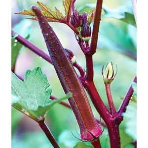  Okra Burgundy 1 Pkt.(35 Seeds) Patio, Lawn & Garden