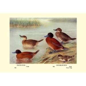  Maccoa and Blue Billed Ducks 12x18 Giclee on canvas