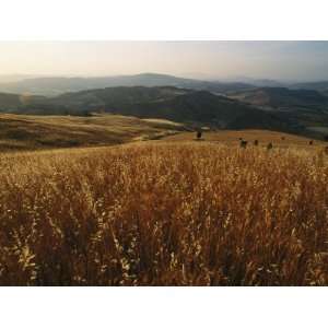 Panoramic View Across an Oat Field and the Sicilian Countryside 