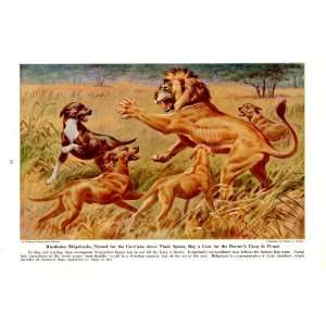  1944 Rhodesian Ridgebacks Bay a Lion for a Hunter   Wild Dogs 