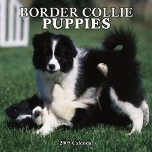  Border Collie Puppies Wall (9780763174873) Books
