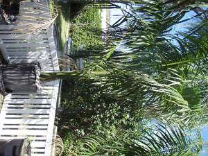 Royal Palm Trees, 12 ft tall, healthy, container grown  