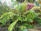 Dwarf Silver Fishtail Palm LIVE Tree INDOOR Deco Plant