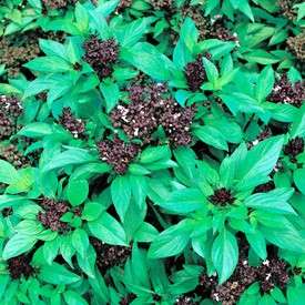 Basil Thai Siam Queen (Ocimum basilicum)  100 Seeds  