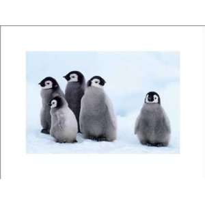  Penguins The Odd One Out    Print