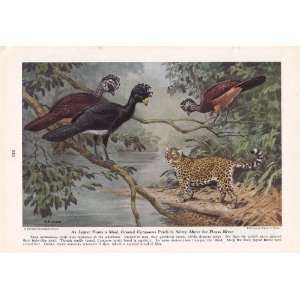   Crested Curassows   Walter A. Weber Vintage Bird Print Everything
