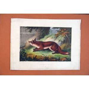    Fox Sharp Look Out Antique Print Color Fine Art Old
