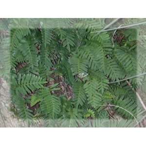  Resurrection Fern Patio, Lawn & Garden