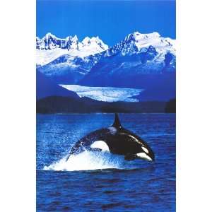    Orca Killer Whale   Inspirational Posters   24 x 36