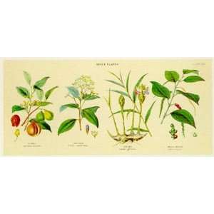 Spice Plants I by William Rhind 20x10  Grocery & Gourmet 