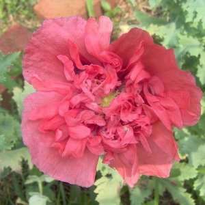    (Papaver paeoniflorum) Packaged By Seed Needs Patio, Lawn & Garden