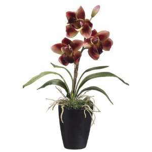  Club Pack of 12 Burgandy Cymbidium Potted Orchid Plants 13 