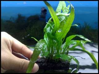 Mini java fern tie on driftwood @ Live Aquatic Plants  