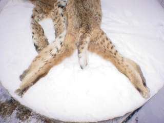 Bobcat Pelt Tanned taxidermy w ft fur trap hunting skin  