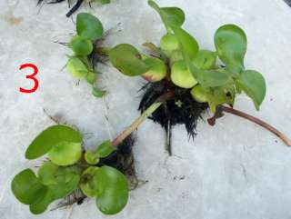 20 WATER HYACINTHS BIO FILTERS POND PLANTS Eichhornia crassipes 