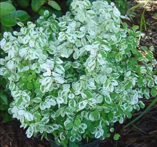 Snow bush WHITE color Breynia   great color 4 Pot plant  