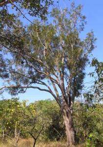 Swartzia madagascariensis Seeds   Snake Bean Tree  