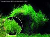 Flame moss   Fish Tank Low Light Live Aquarium Plant  