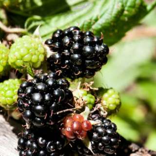 natural blackberry extract flavor  