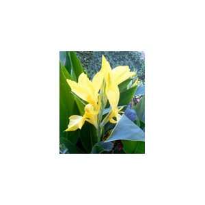  Yellow Canna Lily (2 Seeds) Canna Indica Patio, Lawn 