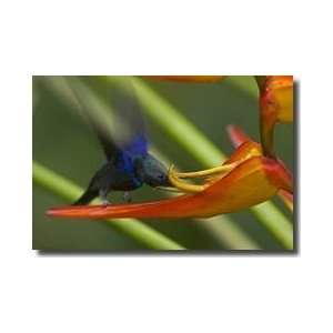   Hummingbird Osa Peninsula Costa Rica Giclee Print