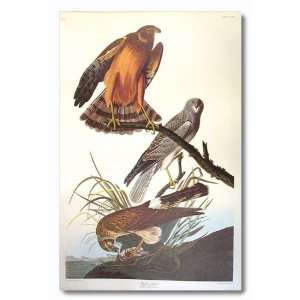  FRAMED oil paintings   John James Audubon   24 x 36 inches 