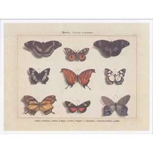  Papillons 2 by Pascal Cessou 16x12