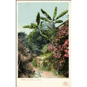  Reprint California   A Tropical Tangle 1900 1909