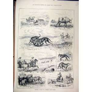    1888 Coursing Wolves Western Rock Ranche Horse Cow