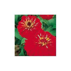  Righteous Red Zinnia   pack 