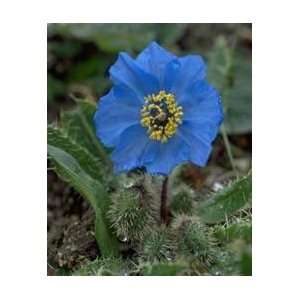  50 Poppy Flower Seeds. Himalayan Blue Poppies. Meconopsis 