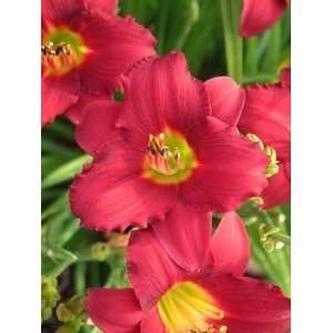  DAYLILY PARDEN ME / 1 gallon Potted Patio, Lawn 