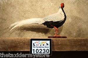10230 Silver Pheasant Life Size Taxidermy Mount PartridgeBird 