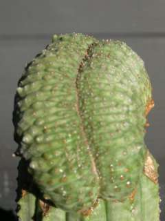 Euphorbia obesa CREST VERY RARE Spineless Succulent Cristate Nice 
