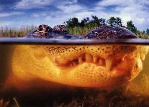 Ansichtskarte Krokodil halb über halb unter Wasser  