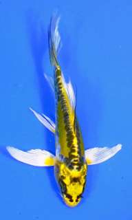 DOITSU KI MATSUBA Butterfly Fin Live Koi fish pond garden single 