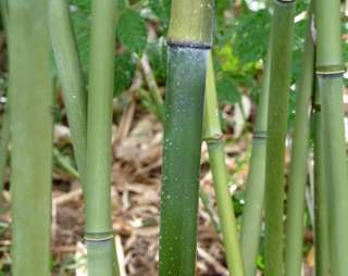 Garten Bambus Phyllostachys Bissetii  24°C frosthart & sehr robust 