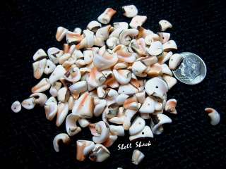 CRAFT SHELLS 100 Strawberry Strombus Seashell Beads   FREE ship 