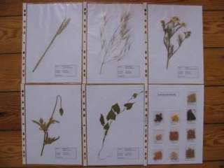 Herbarium Landwirt 30 Pflanzen + 10 Samen ( Landwirtschaft ) in 