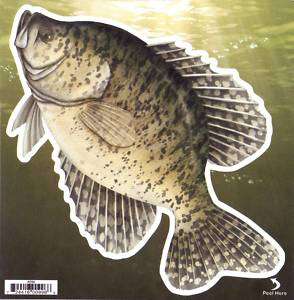 CRAPPIE DECALS AND BUMPER STICKERS BEAUTIFUL  