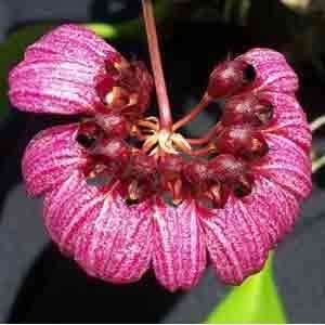 Bulbophyllum corolliferum (curtisii) 761  Grocery 