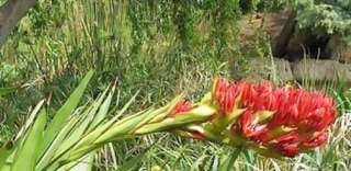Giant Spear Lily (Doryanthes palmeri)   30 Fresh Seed  