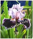 purple iris original watercolor painting from united states enlarge £ 