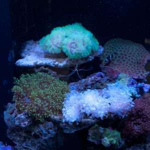  48 LED Aquarium light coral reef OSRAM high power 660nm 