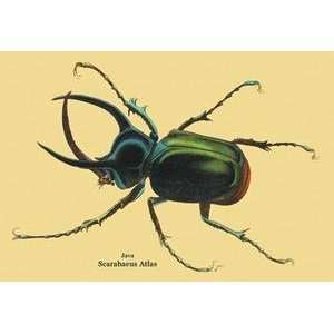  Vintage Art Beetle Scarabaeus Atlas of Java #2   17942 2 
