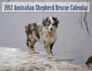 2012 Australian Shepherd Calendar  