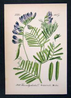 1881 Botanical Print Vicia Onobrychioides Vetch Legume  