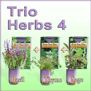 Grow Your Own Basil, Sage, Thyme (All In One Trio Pack 